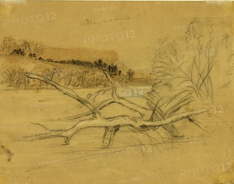 Willows and pines, between 1860 and 1865, drawing on tan paper pencil and Chinese white, 17.8 x 23.3 cm. (sheet), 1862-1865, by Alfred R Waud, 1828-1891, an american artist famous for his American Civil War sketches, America, US
