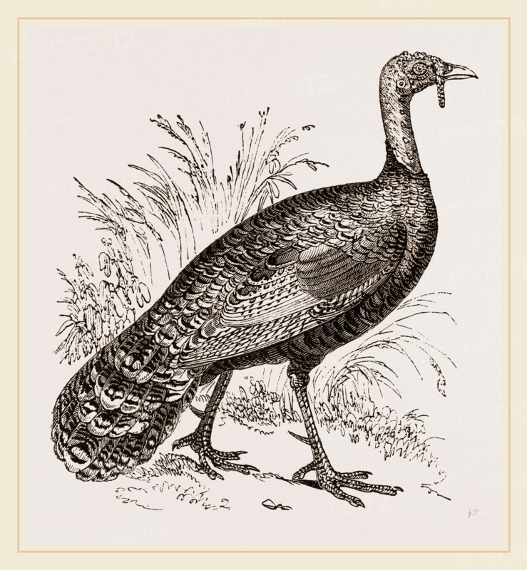 Honduras Turkey