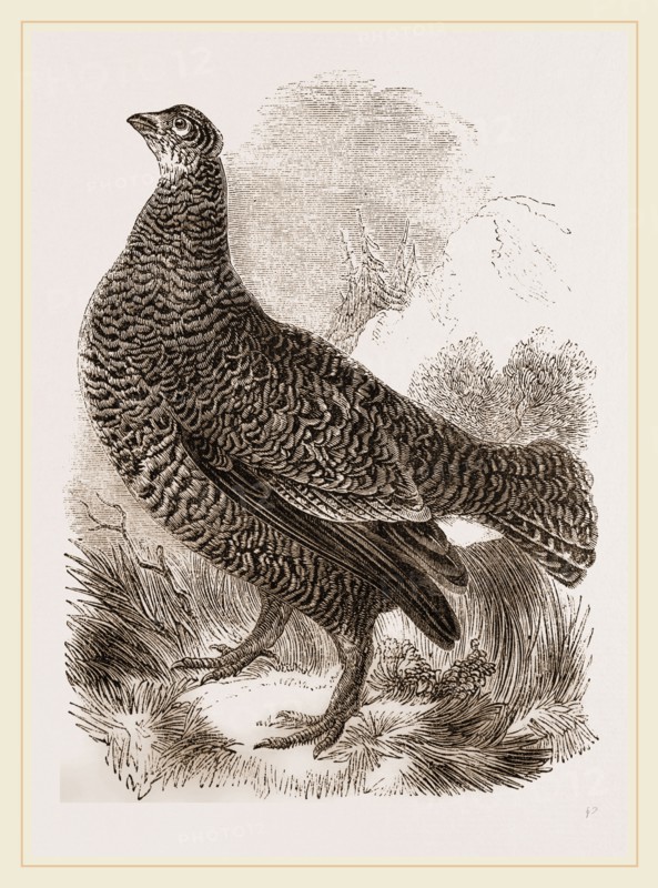 Black Grouse Female