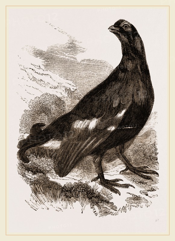Black Grouse Male
