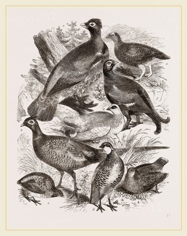 Group of Game