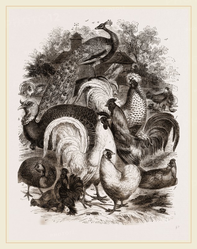 Group of Domestic Poultry
