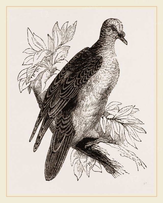 Oceanie Fruit-Pigeon