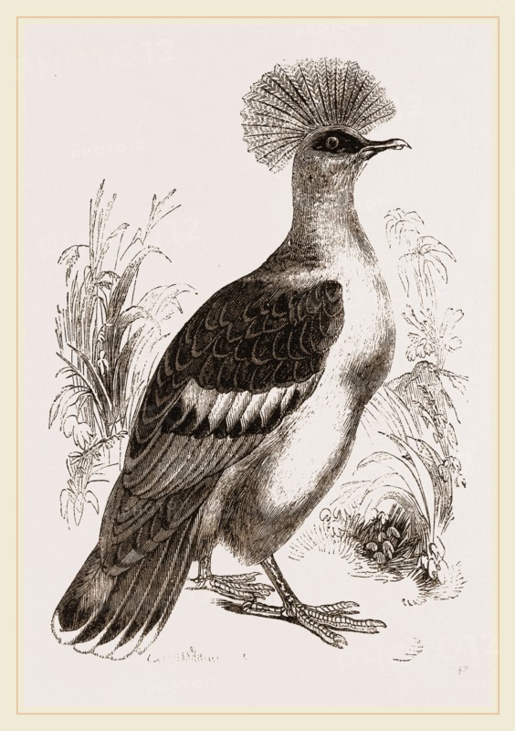 Crowned Pigeon