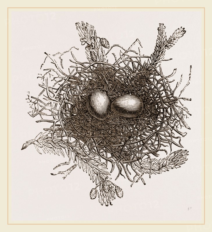 Nest of Turtle Dove