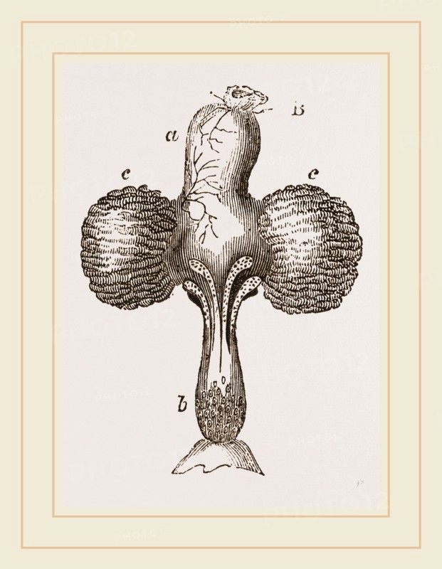 Crop of Pigeon