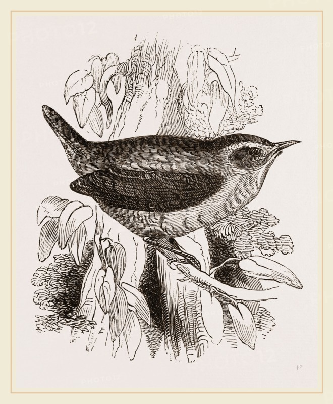 Common Wren