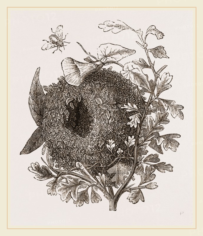 Nest of Wren