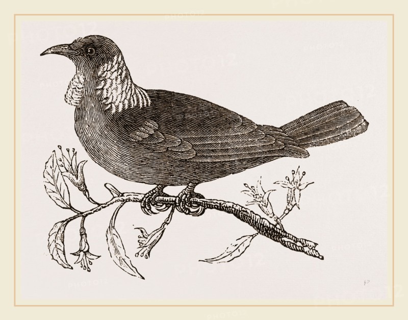 Poe Bird