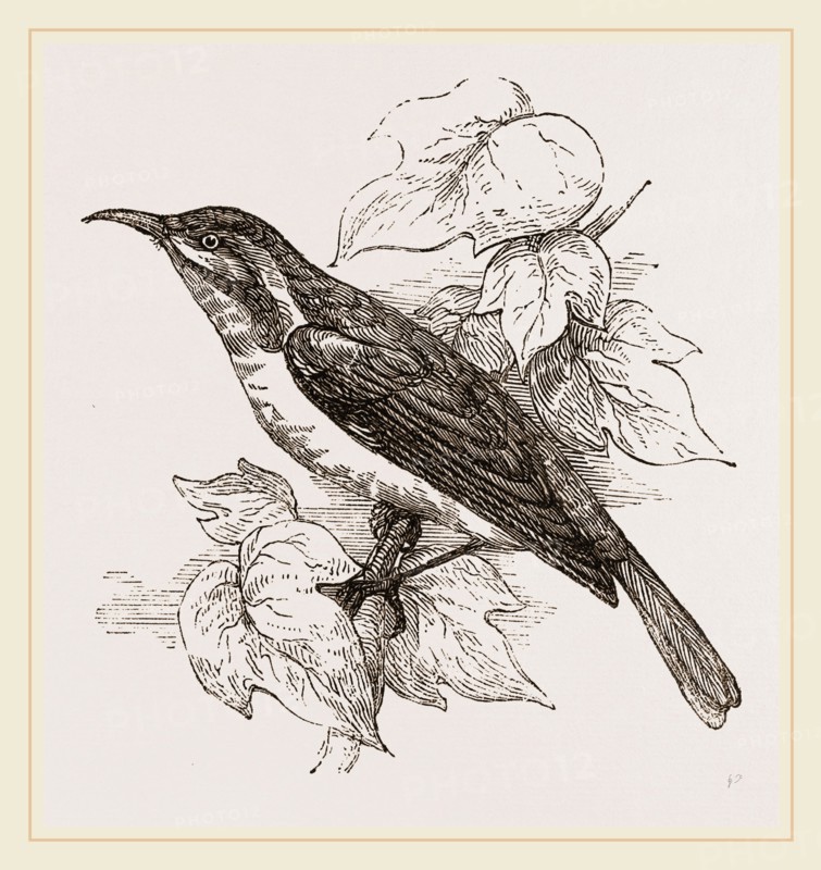 Javanese Sun-bird