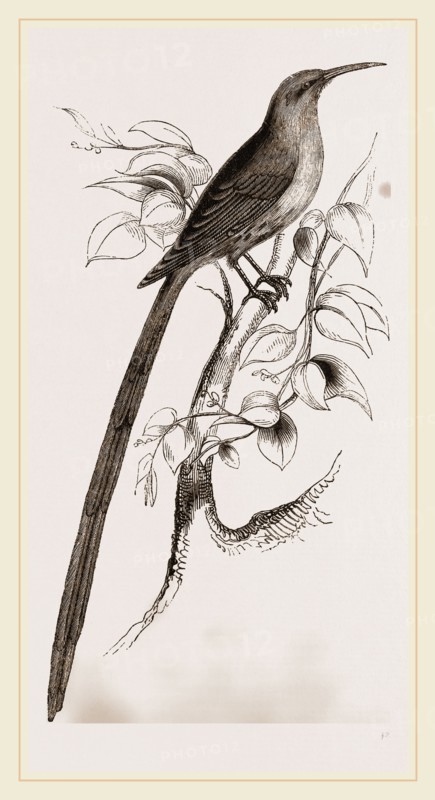 Red-billed Promerops