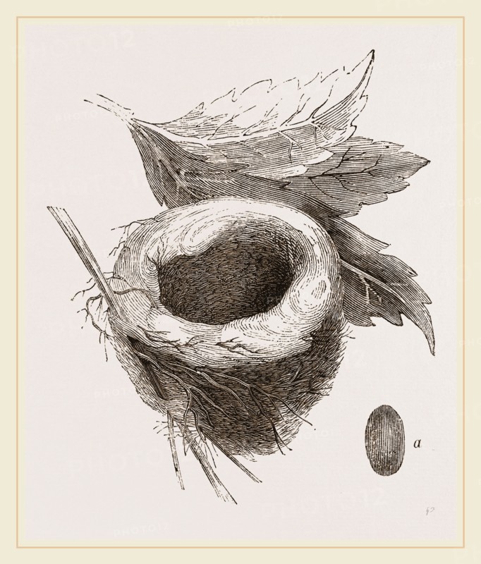 Nest of Amethyst Humming-bird