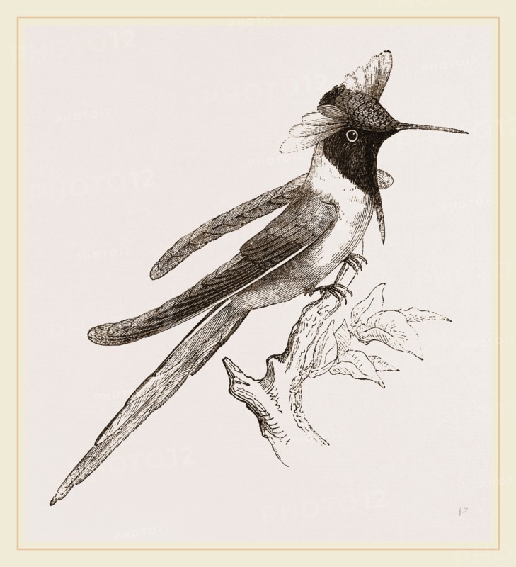 Double-crested Humming-bird