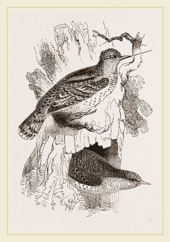 Wrynecks