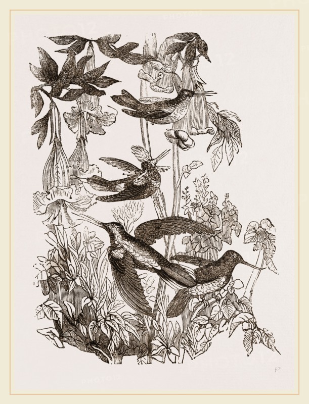 Group of Humming-birds