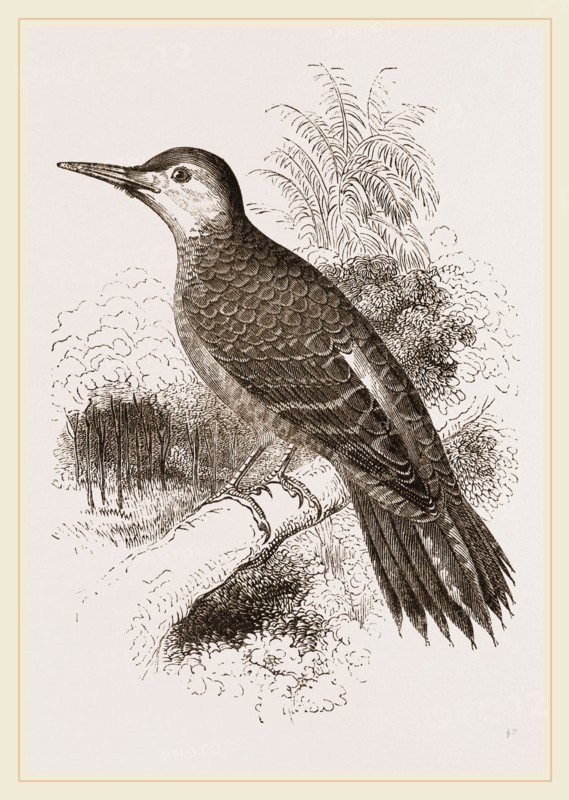 Chilian Woodpecker
