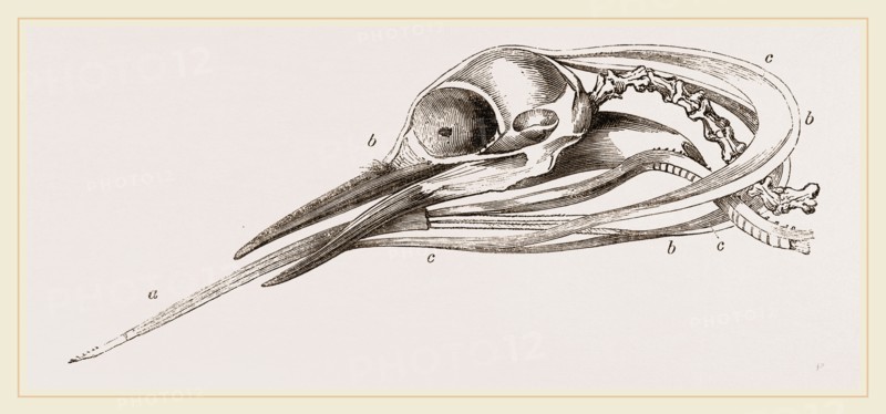 Head of Woodpecker dissected