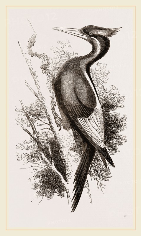 Ivory-billed Woodpecker