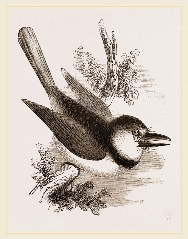 Great-billed Puff-Bird