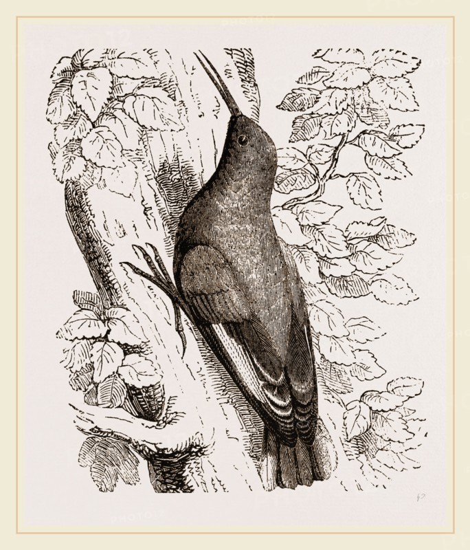 Wall-Creeper