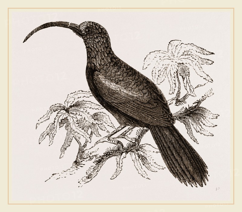 Curve-billed Creeper