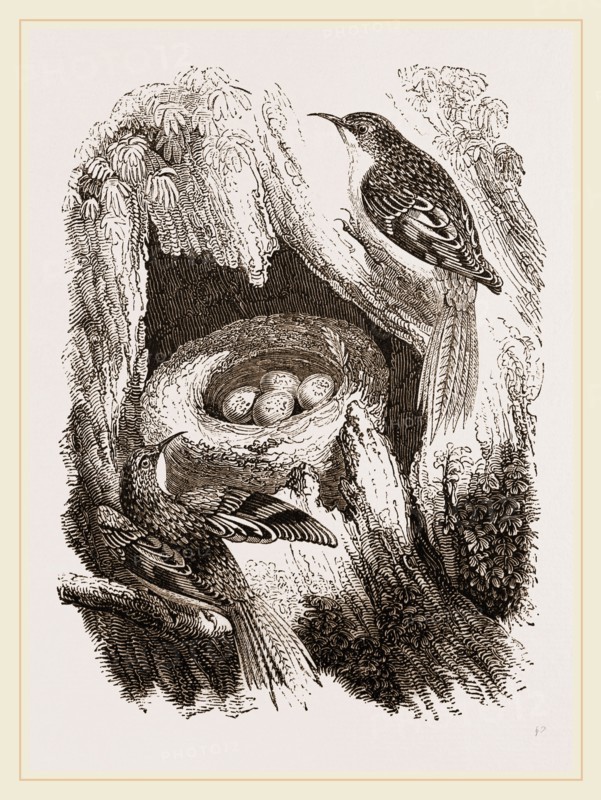 Creepers and Nest