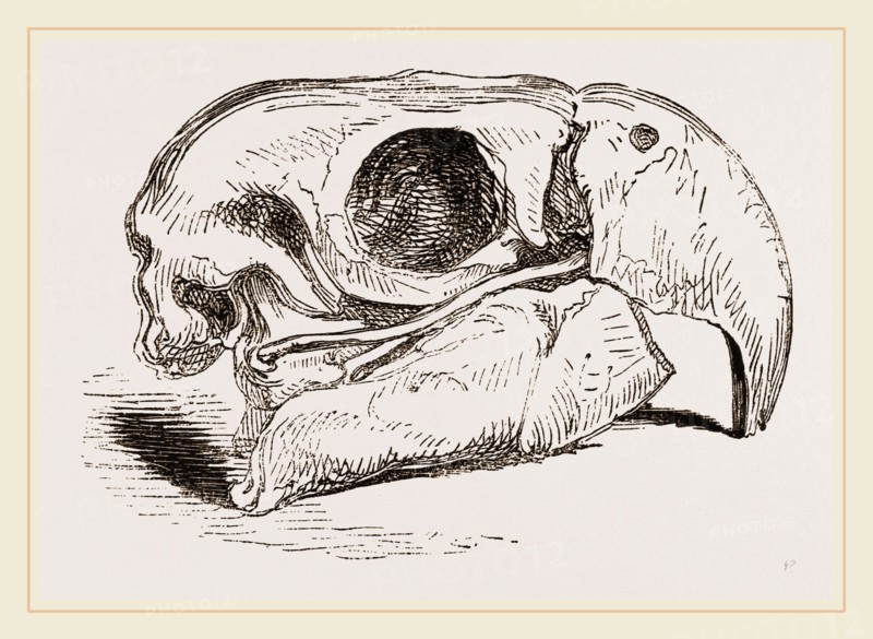 Skull of Macaw