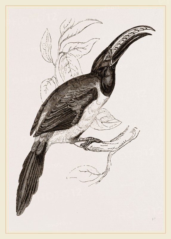 Humboldt's Aracari