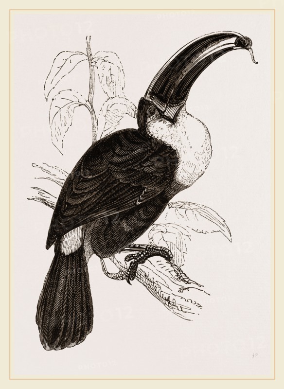 Cuvier's Toucan