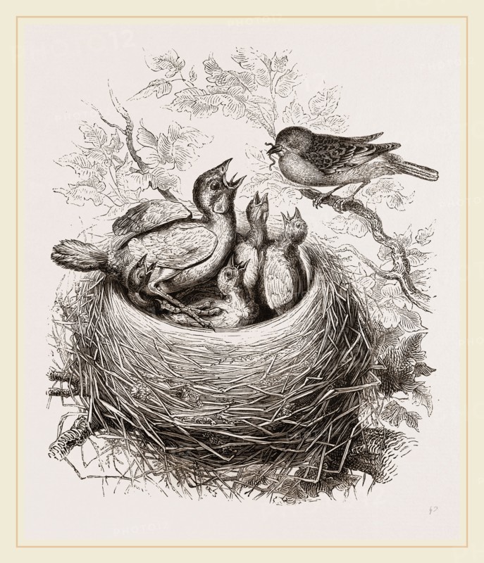 Cuckoo in Hedge-Sparrow's Nest