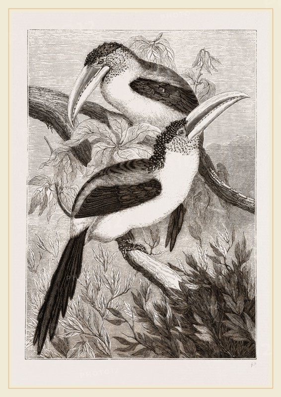 Curl-crested Aracaris