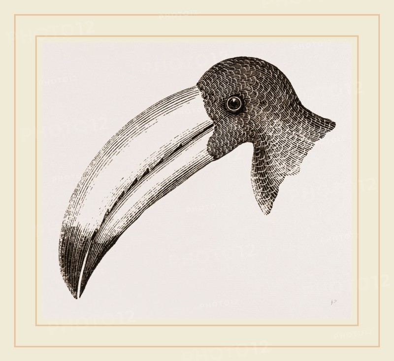 Head of Toucan