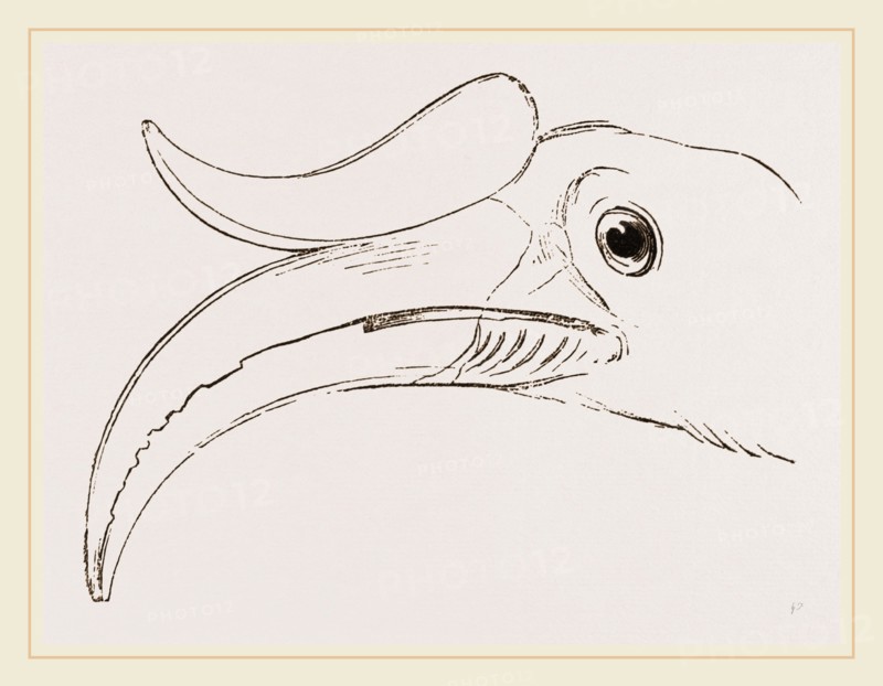 Head of Rhinoceros Hornbill