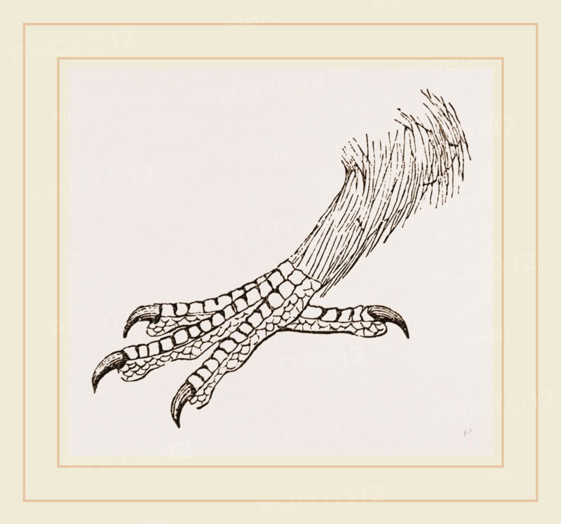 Foot of Rhinoceros Hornbill