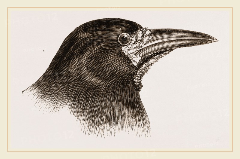 Head of Rook