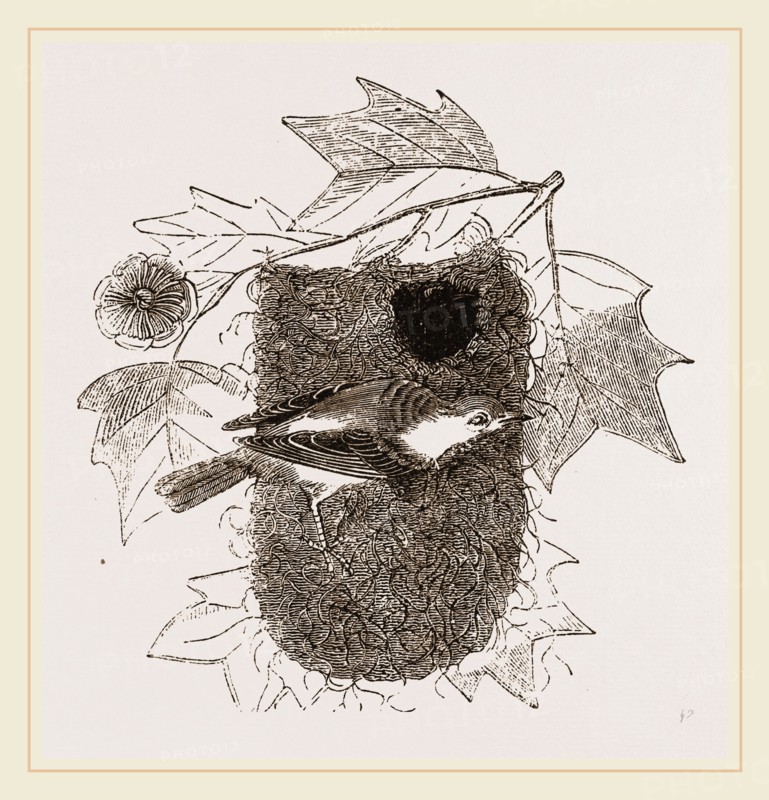 Baltimore Oriole and Nest