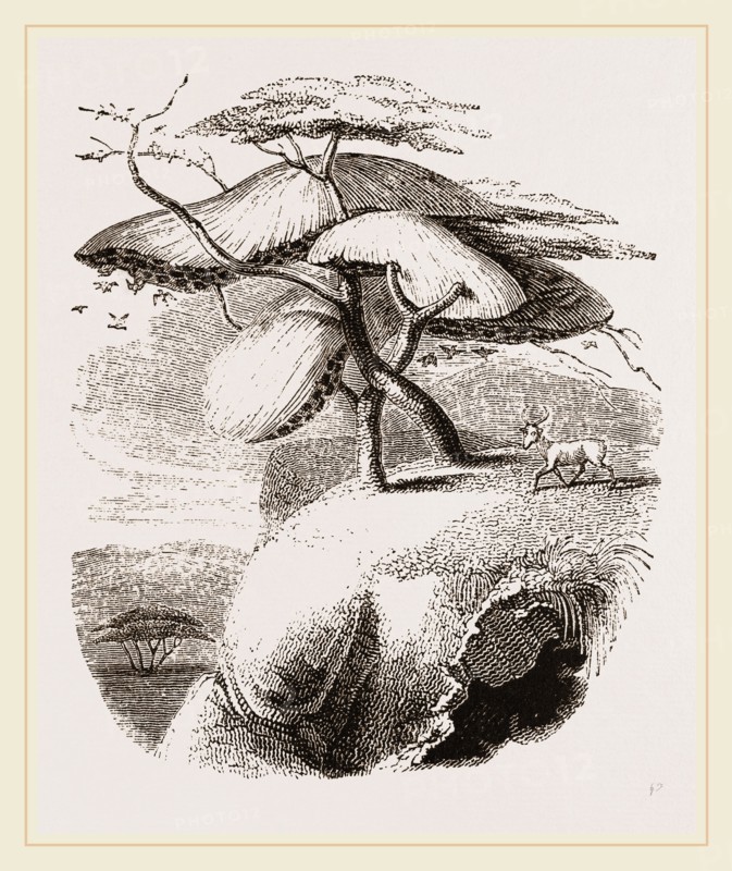 Nest of Sociable Weaver-Birds