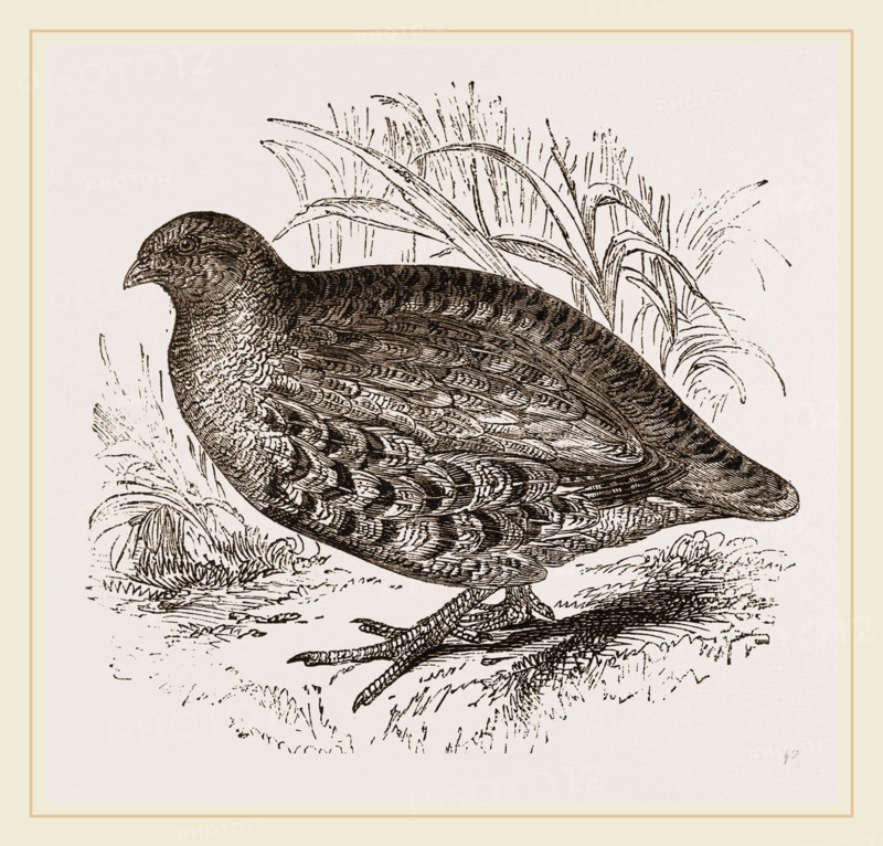 Partridge