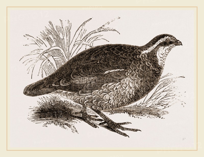 Virginian Quail