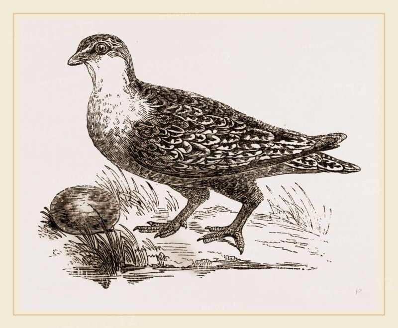Throat banded Sand Grouse female