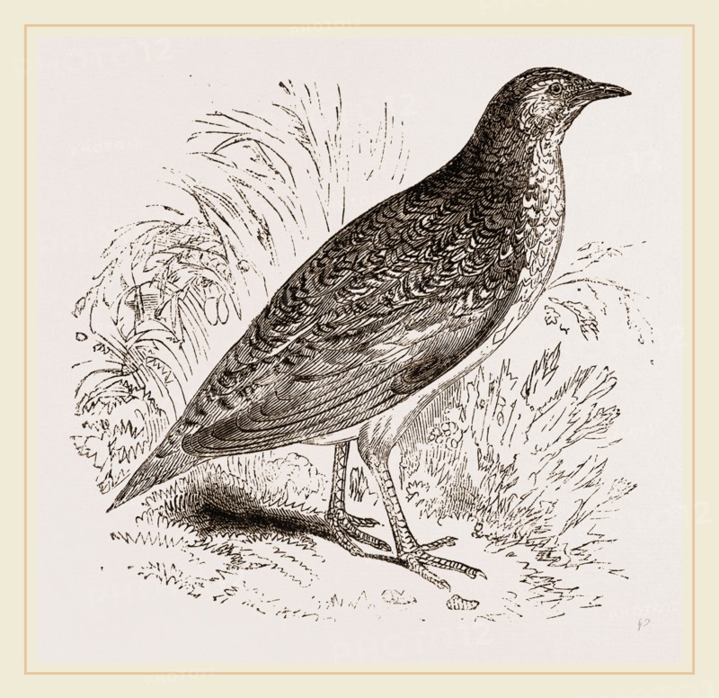 Kunichane Quail