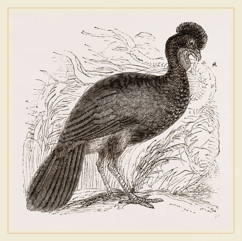 Crested Guan