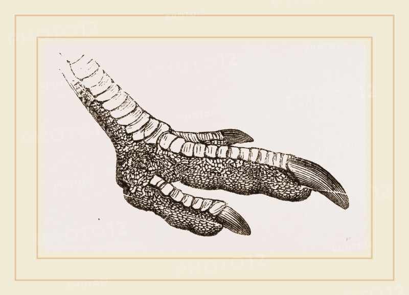 Foot of Rhea