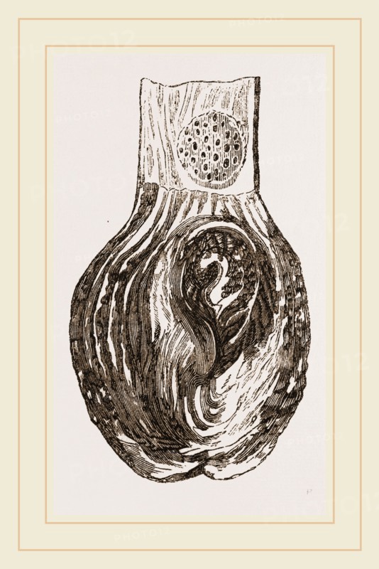 Stomach of Nanclu