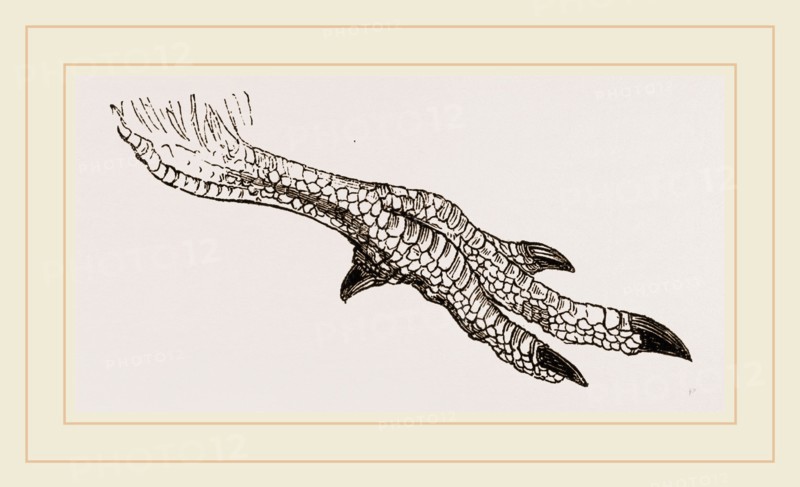 Foot of Apteryx