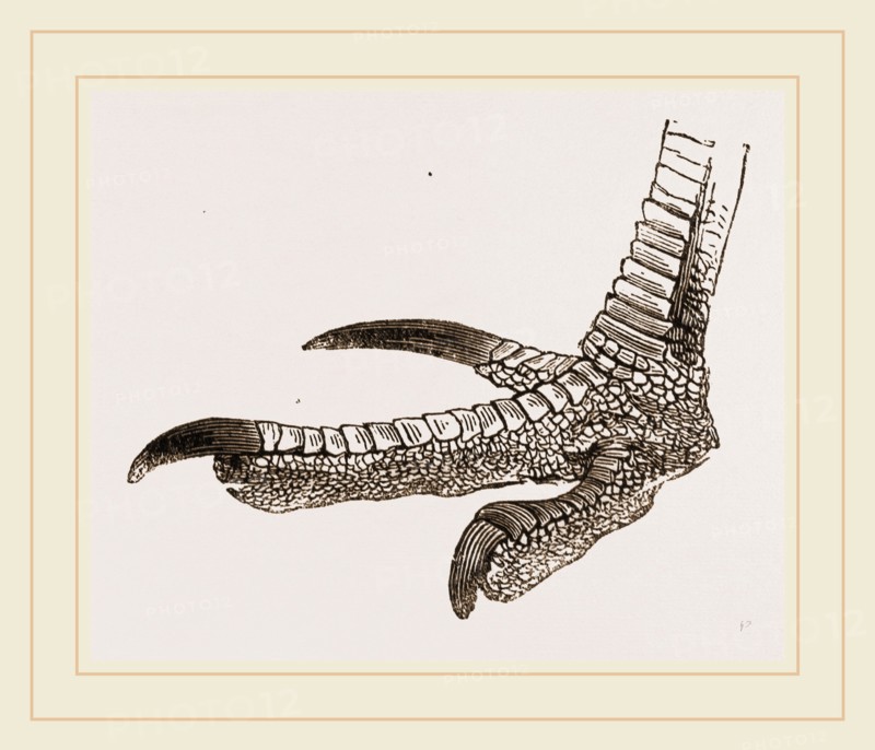 Foot of Cassowary