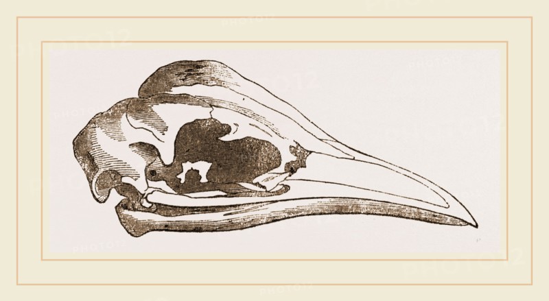 Skull of Young Cassowary