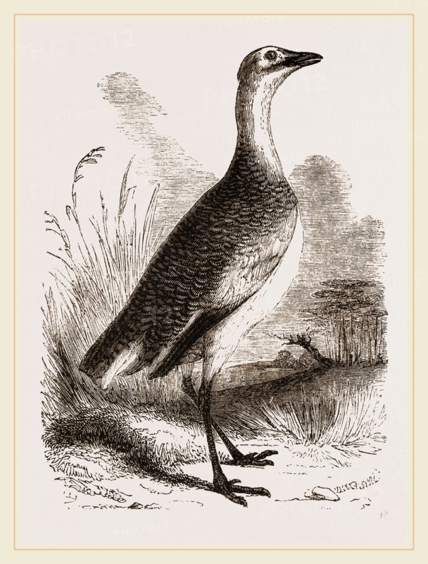 Great Bustard Female