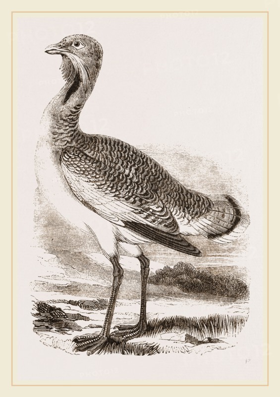 Great Bustard Male
