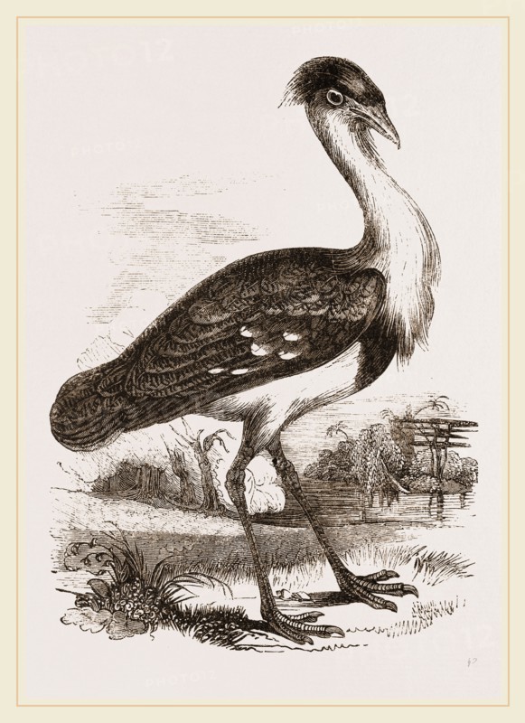 Black-headed Bustard